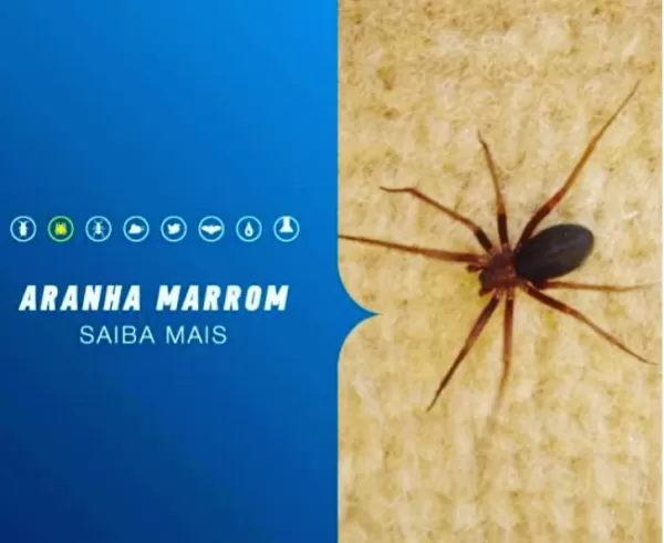 Melhor dedetizadora de Curitiba